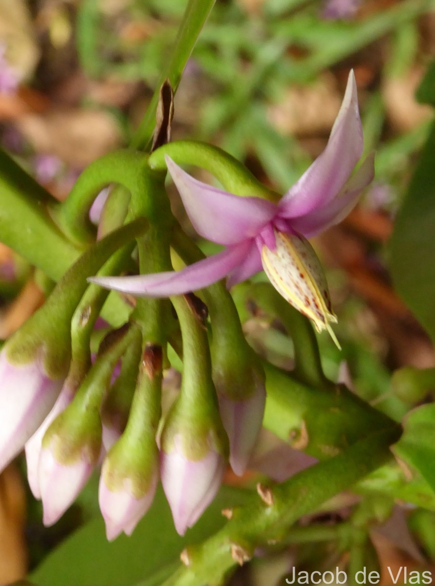 Ardisia willisii Mez
